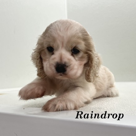 puppy, for, sale, Cocker Spaniel, Joe & Cherri  Overlease, dog, breeder, Miller, MO, dog-breeder, puppy-for-sale, forsale, nearby, find, puppyfind, locator, puppylocator, aca
